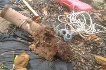 Tree root removal required partial sewer line replacement.